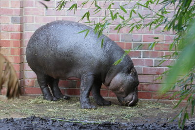 Pigmy hippo