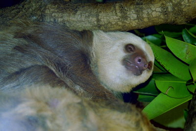 Elderly animals