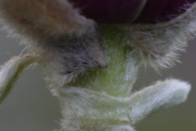Does an Android tablet degrade images?