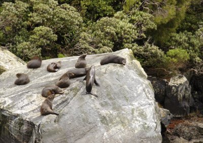 Milford Sound Fur Seals