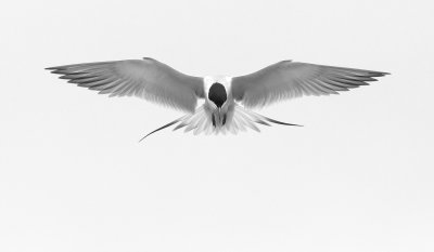 Forsters Tern #1