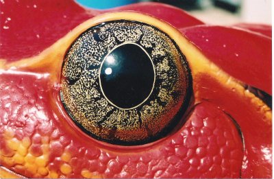Tomato Frog Eye Detail