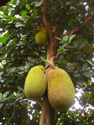 Giant Jackfruit