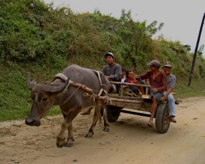 Carabao Cruising