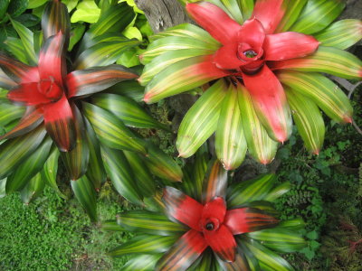 Bromeliade Trio