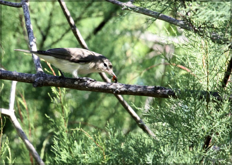 Philadelphia Vireo