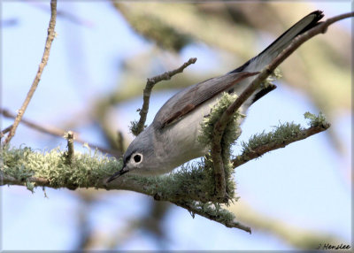 Blue-Gray Gnatcatcher