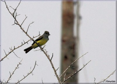 Great Crested Flycatcher