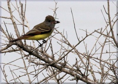 Great Crested Flycatcher