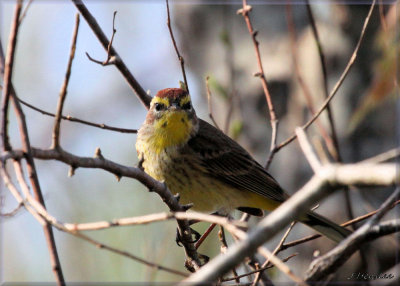 Palm Warbler