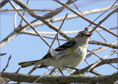 Yellow Rump Warbler Female