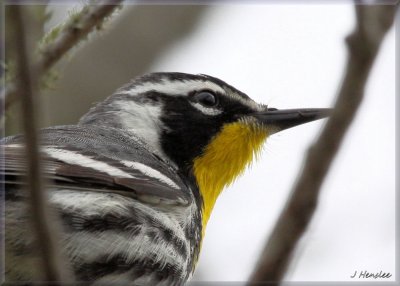 Yellow Throated Warbler