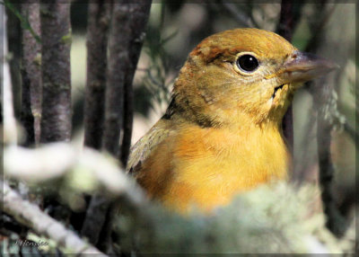 Summer Tanager (F)