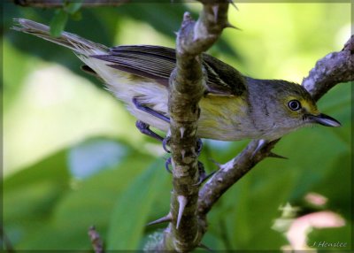 White Eye Vireo