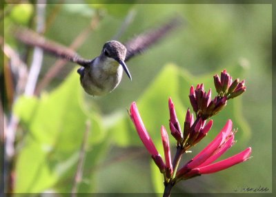 Ruby Throated Hummingbird3.jpg