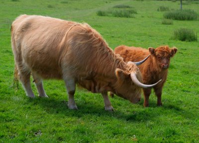 Highland Cattle.