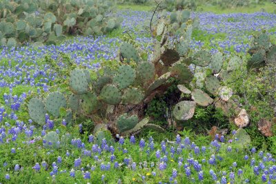 Texas Bluebonnets