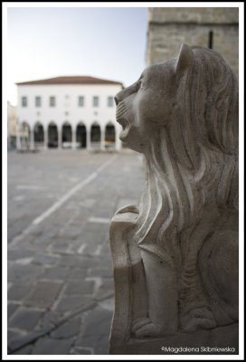 Venetian Lion In Koper