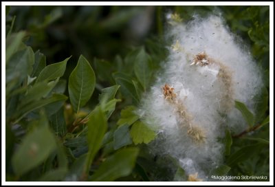 Alpine Willow