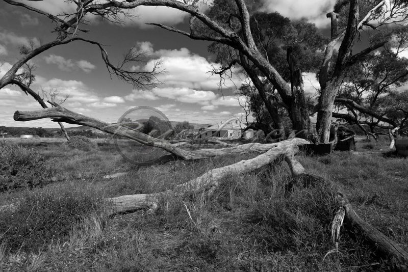 Gawler Ranges (100_7615)