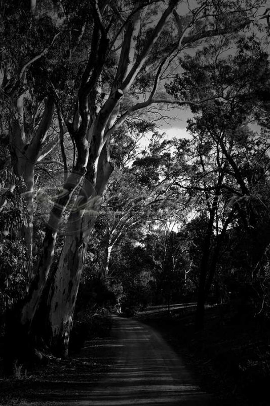 Flinders Ranges (915_1056)