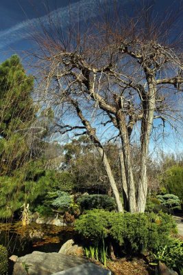 Adelaide Himeji Garden (100_9668)