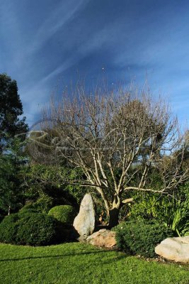 Adelaide Himeji Garden (100_9711)
