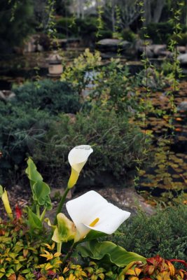 Adelaide Himeji Garden (100_9966)
