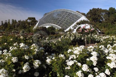 Adelaide Botanic Gardens (100_0803)