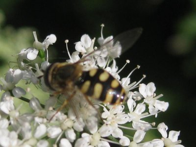 Bee.JPG