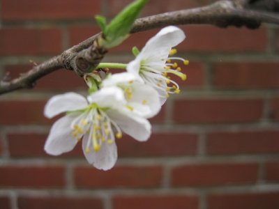 Blossom.bmp