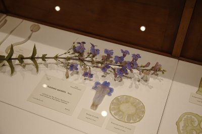 Glass flowers at the Boston Harvard University museum
