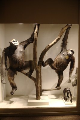 Monkeys at the Boston Harvard University museum