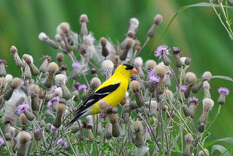 Goldfinch and thistle