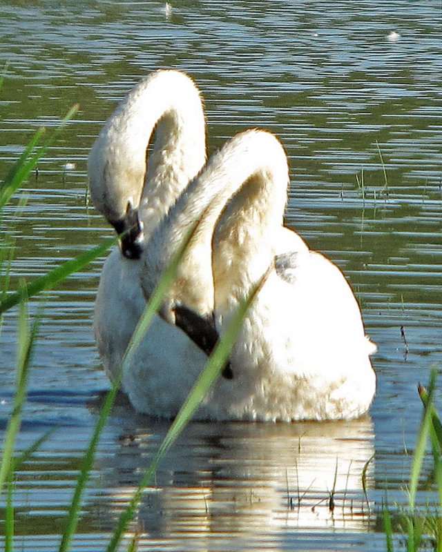 Trumpeter Swans preening
