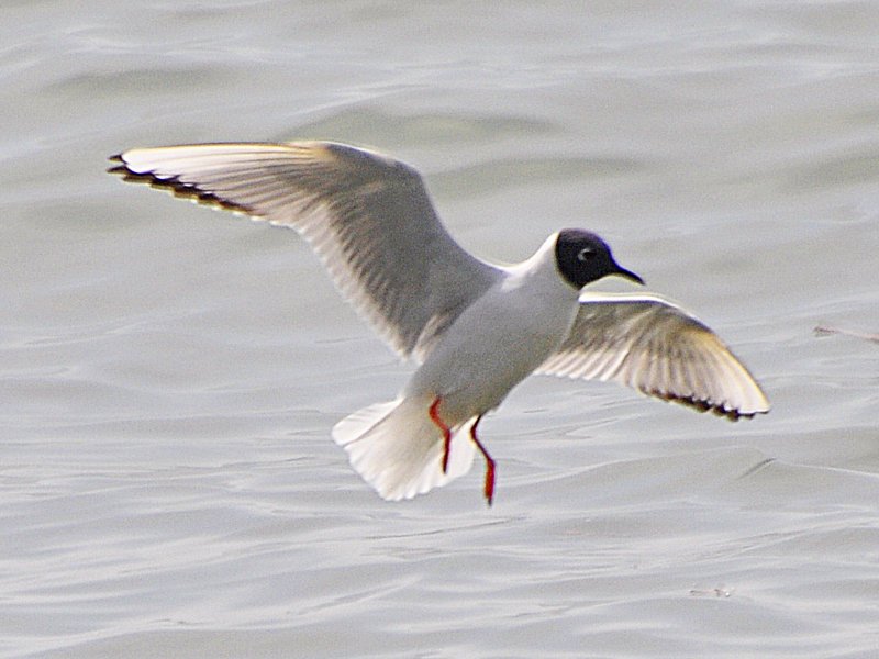 Boneparte's Gull breeding plumage