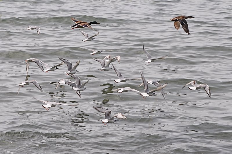 Boneparte's Gulls dispersed by Black Ducks