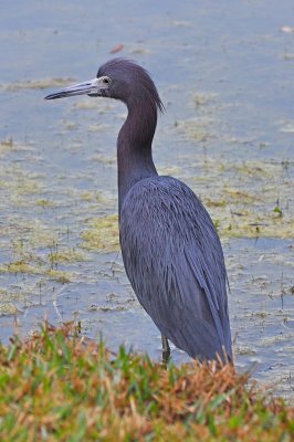 Birds of Florida 2011