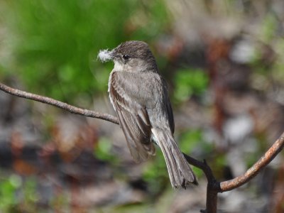 Phoebe with nesting material