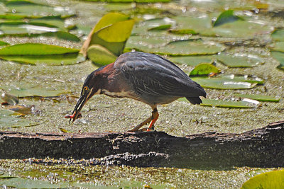 Green Heron and fish