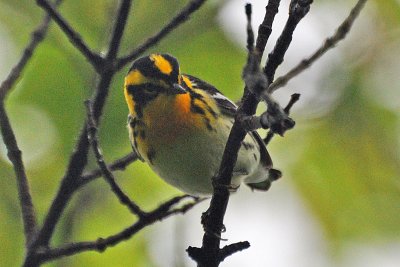 Blackburnian Warbler