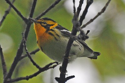 Blackburnian Warbler