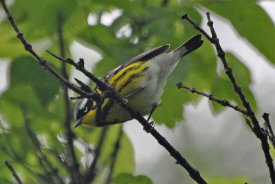 Magnolia Warbler