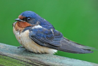 Barn Swallow