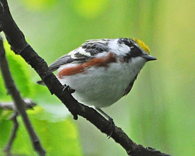 Chestnut-sided Warbler