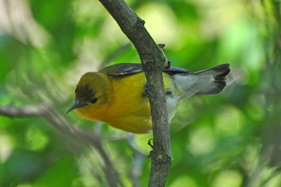 Prothonotary Warbler