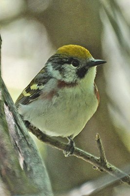 Chestnut-sided Warbler