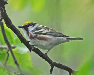 Chestnut-sided Warbler