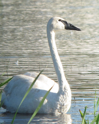 Trumpeter Swans