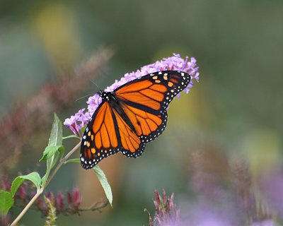 Monarch Butterfly